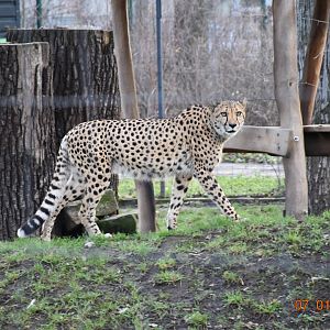 South African cheetah