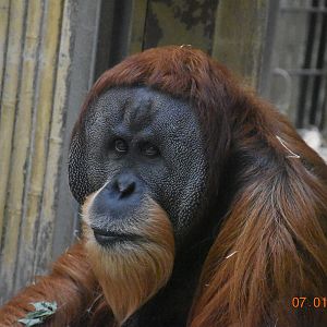 Sumtaran orangutan