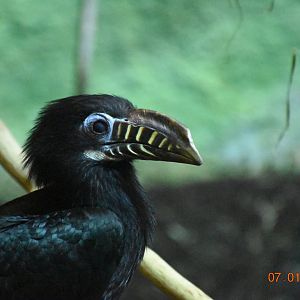 Visayan tarictic hornbill