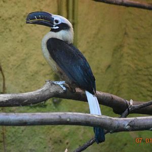 Visayan tarictic hornbill