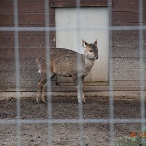 Common hog deer