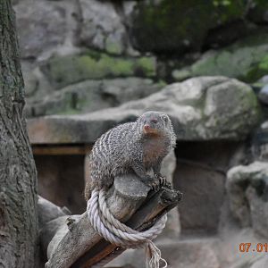 Banded mongoose