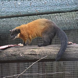 Northern yellow-throated marten