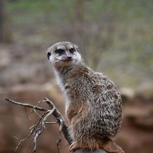 Meerkat