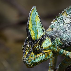 Veiled chameleon