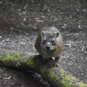 Cape rock hyrax