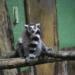 Ring-tailed lemur