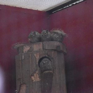 Pére David's rock squirrel