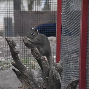 Pére David's rock squirrel