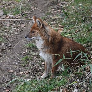 Dhole