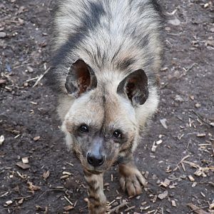 Striped hyena