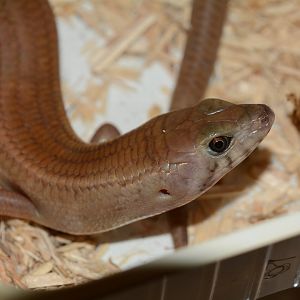 Bar-lipped sheen-skink (Eugongylus rufescens)