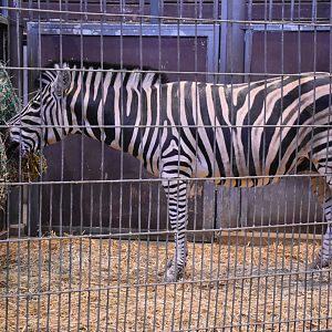 Chapman's zebra