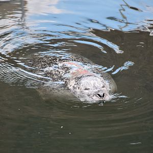 Harbour seal