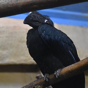 Black hornbill