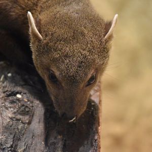 Ring-tailed vontsira