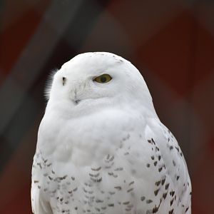 Snowy owl