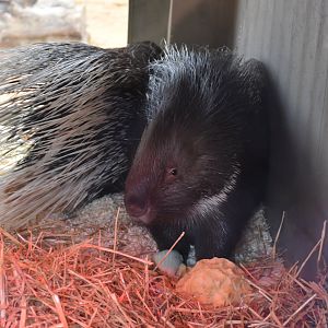 Indian crested porcupine