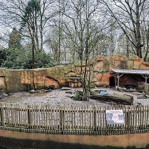 First Swallow-bellied mangalitsa enclosure
