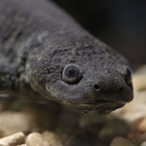 Pleurodele newt