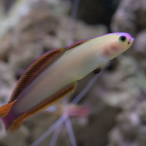 Elegant firefish