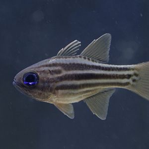 Blue-eyed cardinalfish