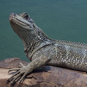 Sulawesi black sailfin dragon