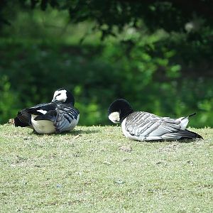 Wild Barnacle geese (Branta leucopsis), 2022-06-12