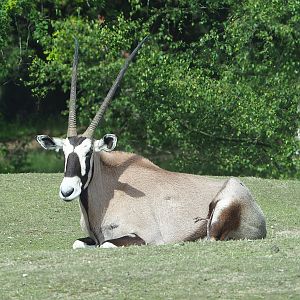 Gemsbok (Oryx gazella), 2022-06-12