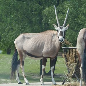 Gemsbok (Oryx gazella), 2022-06-12