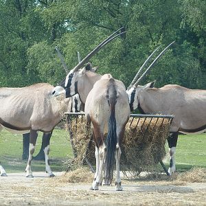 Gemsboks (Oryx gazella), 2022-06-12