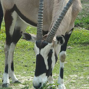 Gemsbok (Oryx gazella), 2022-06-12