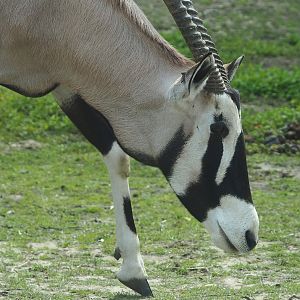 Gemsbok (Oryx gazella), 2022-06-12