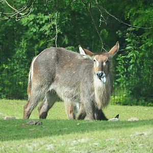 Ellipsen waterbuck (Kobus ellipsiprymnus ellipsiprymnus), 2022-06-12