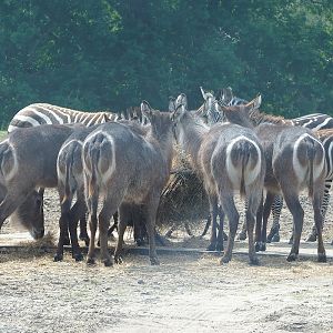 Ellipsen waterbuck (Kobus ellipsiprymnus ellipsiprymnus) and Grant`s zebra (Equus quagga boehmi), 2022-06-12