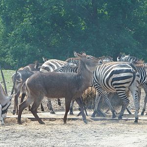 Gemsbok (Oryx gazella), Ellipsen waterbuck (Kobus ellipsiprymnus ellipsiprymnus) and Grant`s zebra (Equus quagga boehmi), 2022-06-12