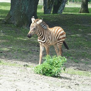 Grant`s zebra (Equus quagga boehmi) foal, 2022-06-12