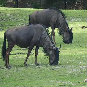 Blue wildebeest (Connochaetes taurinus taurinus), 2022-06-12