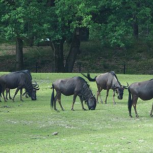 Blue wildebeest (Connochaetes taurinus taurinus), 2022-06-12