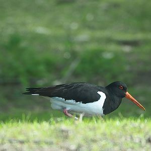 Wild Eurasian oystercatcher (Haematopus ostralegus), 2022-06-12