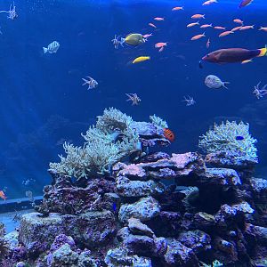 Coral Reef Tank