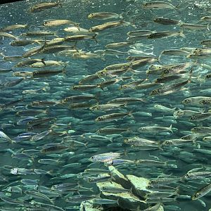 Spotlined Sardine