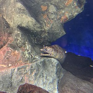 Leopard Moray Eel