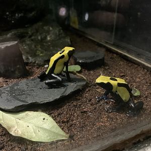 Dyeing Poison Frog
