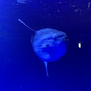 Sunfish