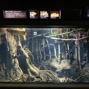 Asian Bonytongue Tank