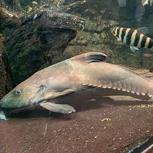 Ripsaw Catfish