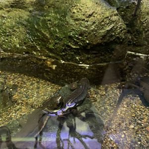 Japanese Fire-bellied Newt