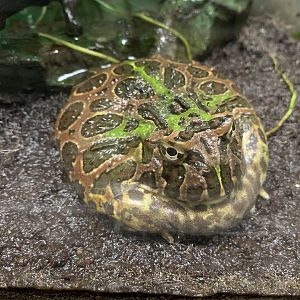 Ornate Horned Frog