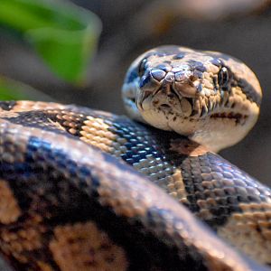 Jungle Carpet Python